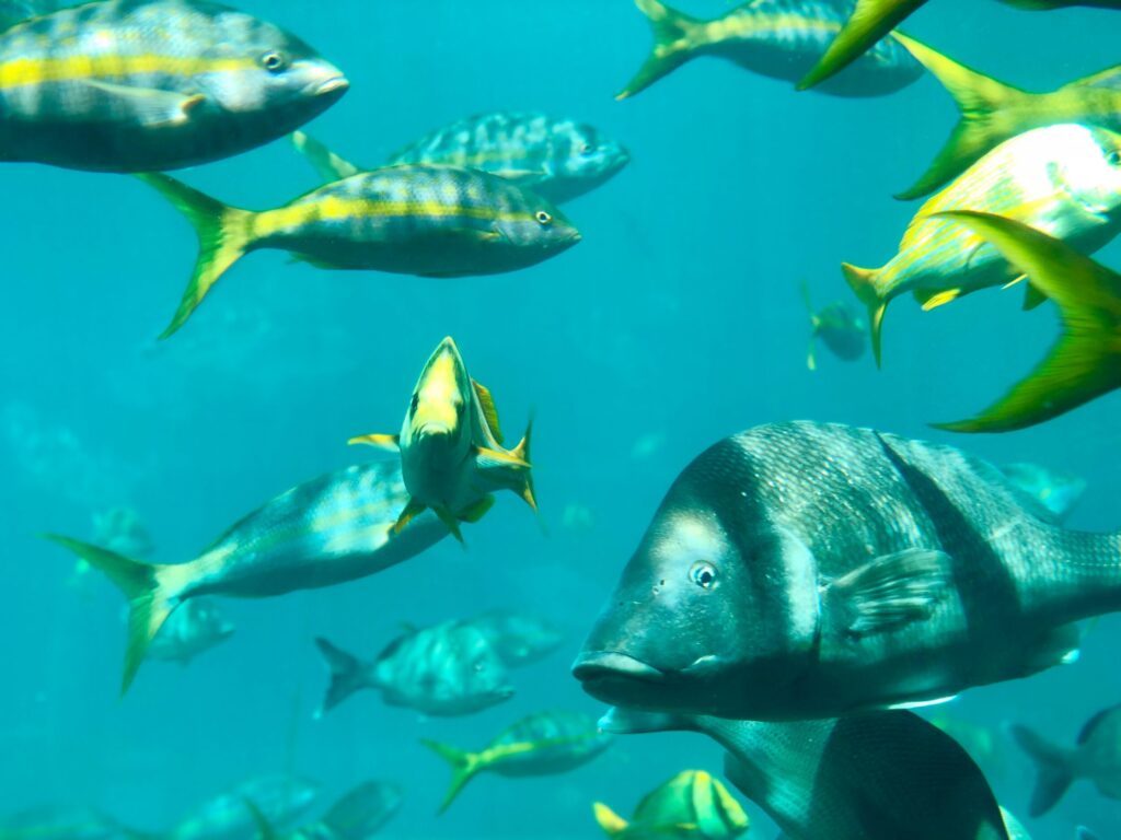 Nassau Yacht Charter